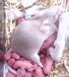 Muis met jongen