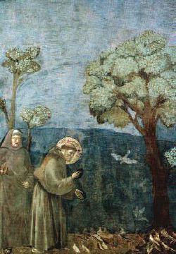 Giotto.tortilla.francis
